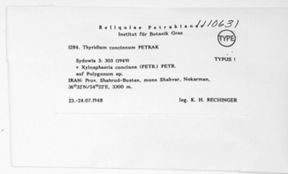 Platystomum concinnum image